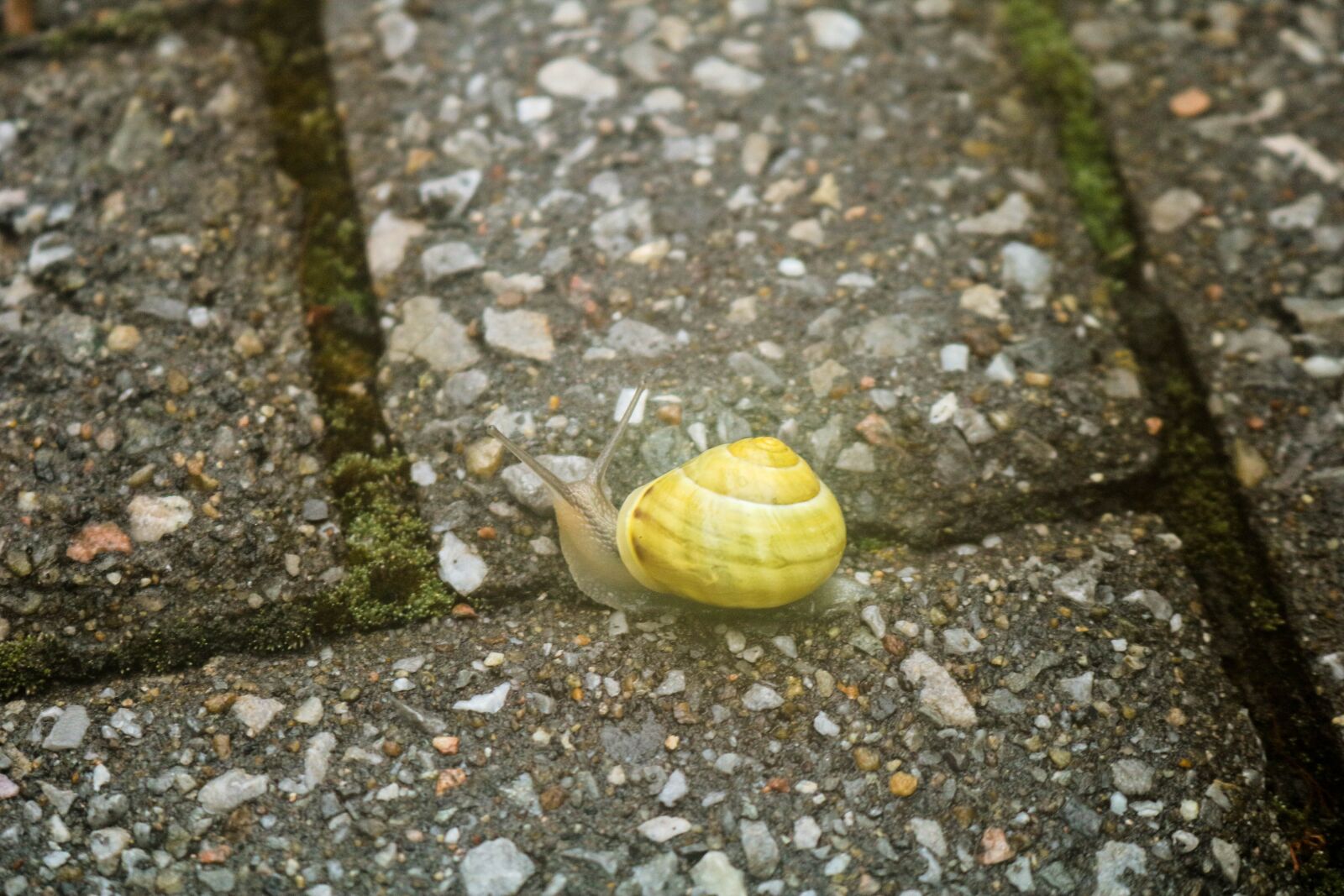 Canon EOS 750D (EOS Rebel T6i / EOS Kiss X8i) + Canon EF-S 18-55mm F3.5-5.6 IS STM sample photo. Snail, snails, nature photography