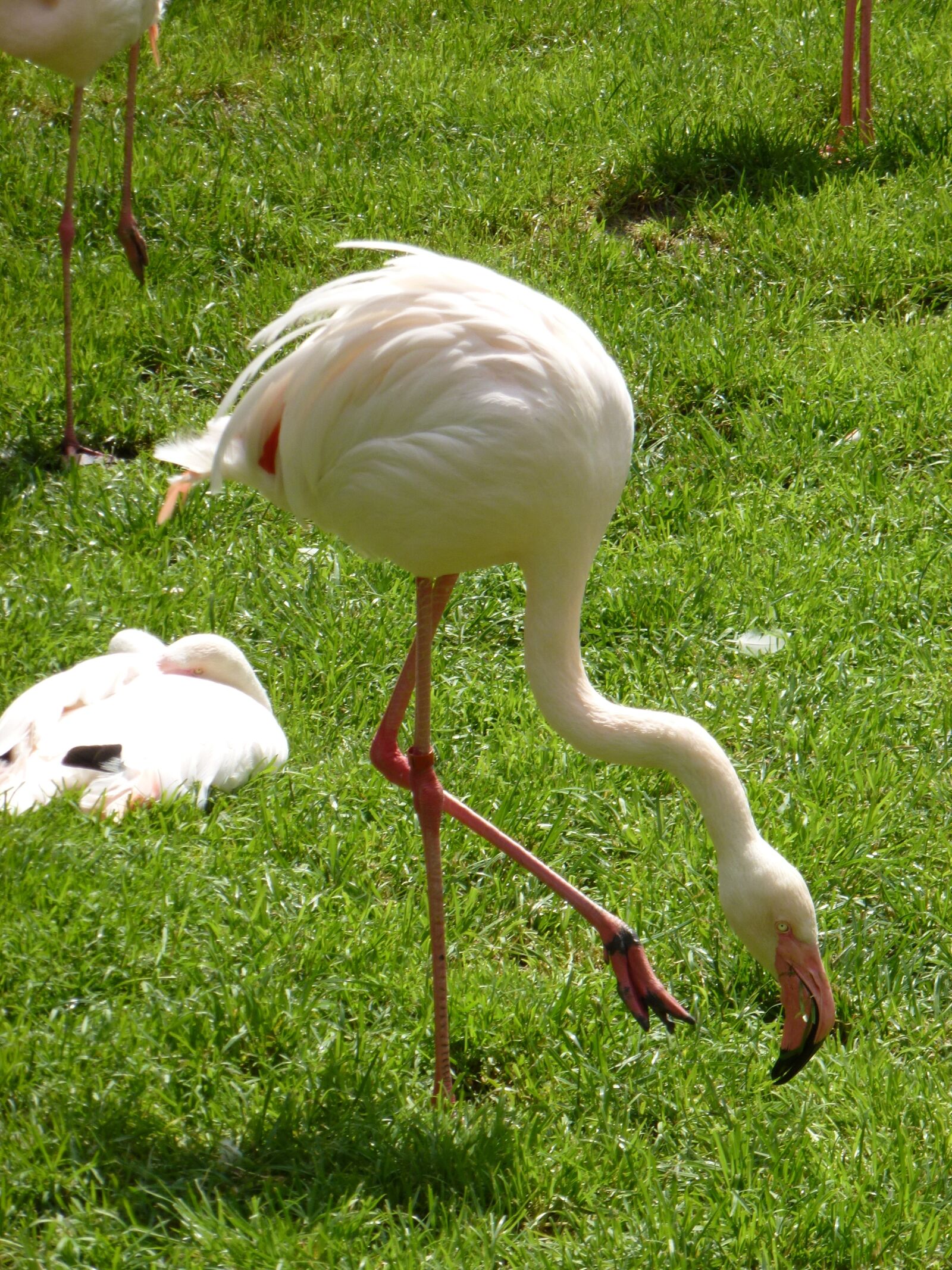 Panasonic Lumix DMC-ZS10 (Lumix DMC-TZ20 / Lumix DMC-TZ22) sample photo. Flamingos, bird, zoo photography