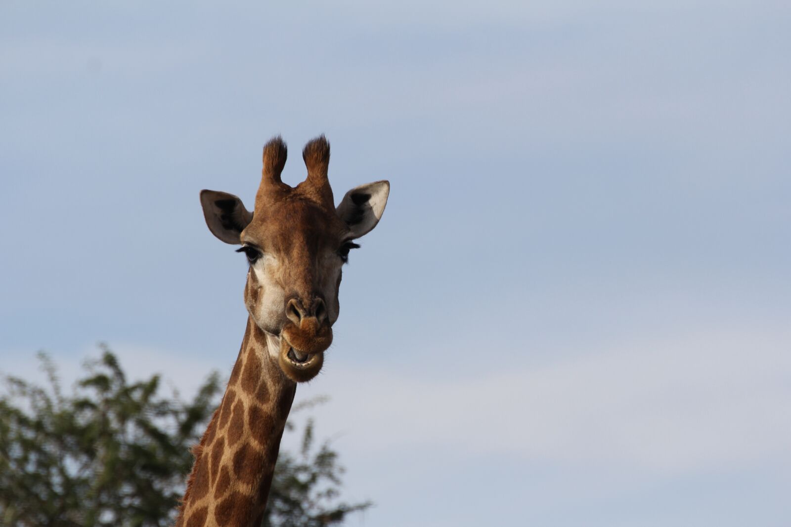 Canon EOS 60D sample photo. Giraffe, portrait, chew photography