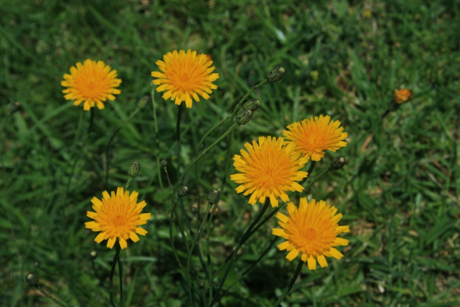 Canon EOS 400D (EOS Digital Rebel XTi / EOS Kiss Digital X) sample photo. Flowers, small, round photography