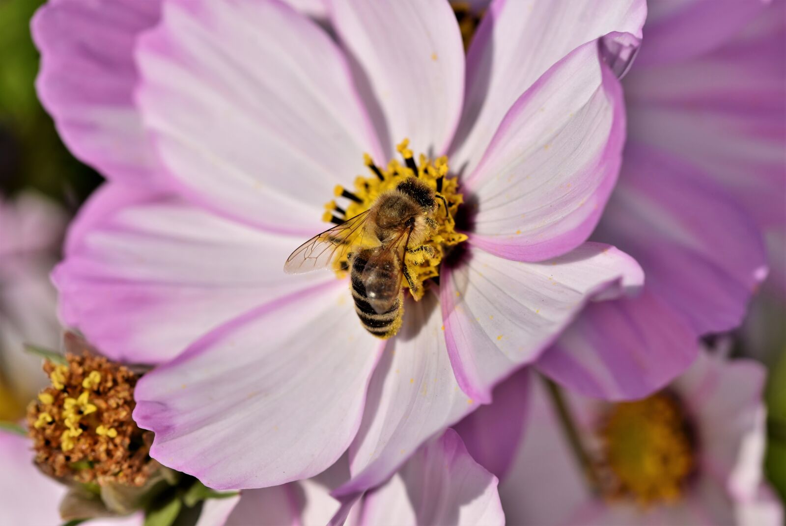 Nikon D7200 sample photo. Bee, honey bee, insect photography
