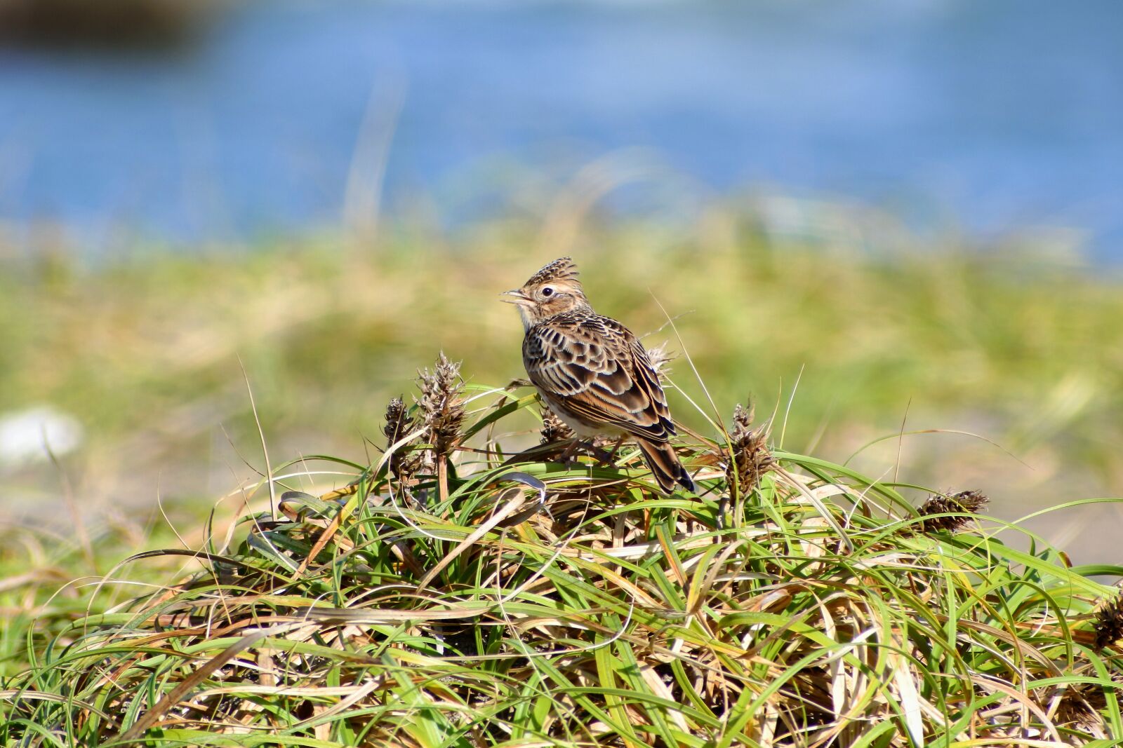 VR 70-300mm f/4.5-6.3G sample photo. Animal, sea, beach photography