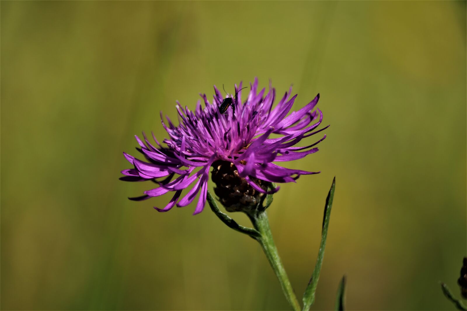 Canon EF-S 55-250mm F4-5.6 IS STM sample photo. Wild flowers, purple, flower photography