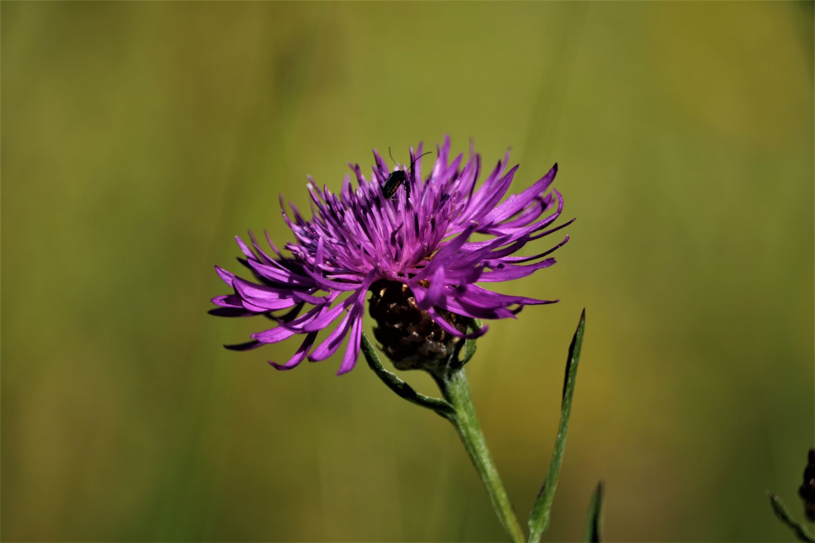 Canon EOS 750D (EOS Rebel T6i / EOS Kiss X8i) + Canon EF-S 55-250mm F4-5.6 IS STM sample photo. Wild flowers, purple, flower photography