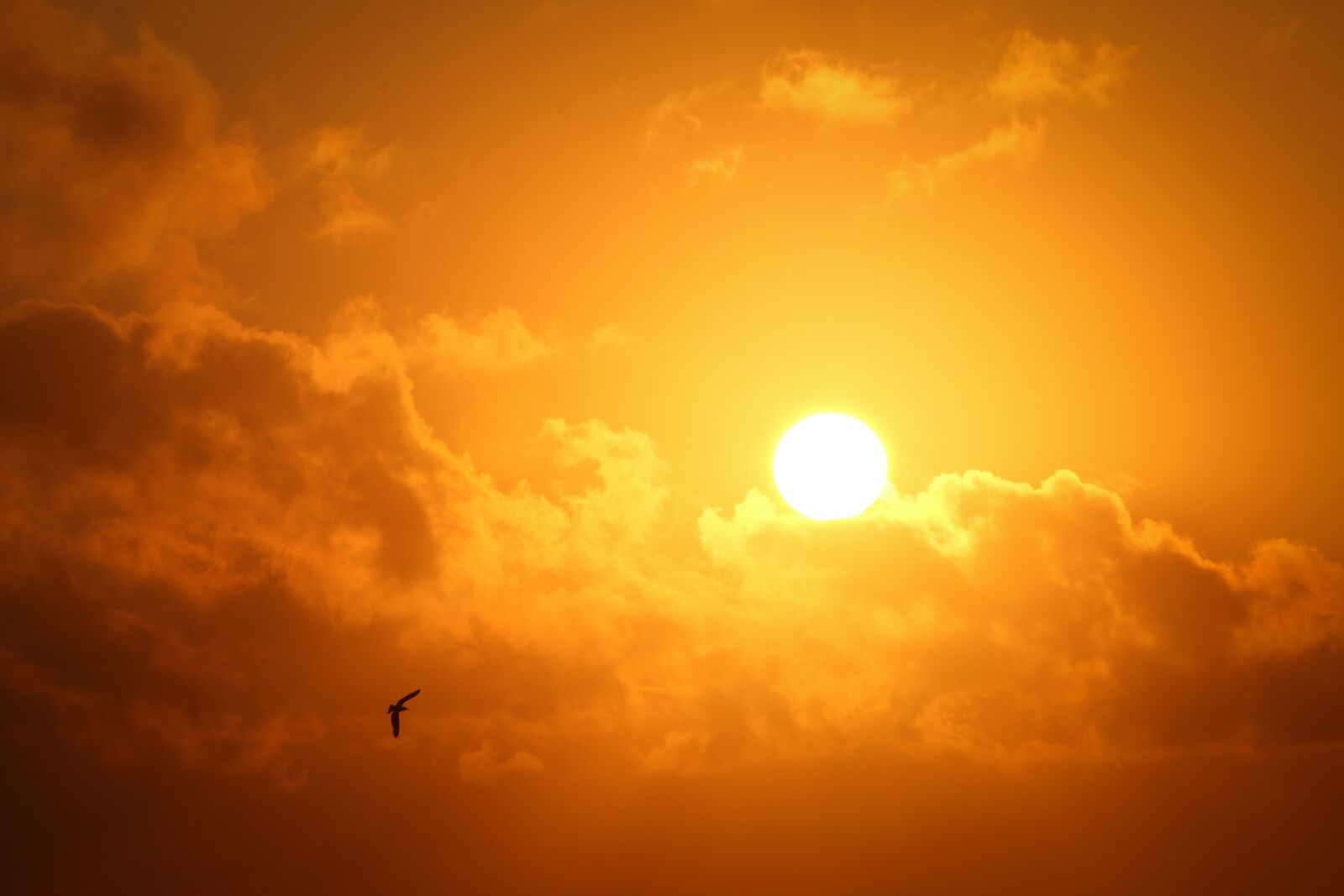Canon EOS 70D + Canon EF 70-200mm F4L IS USM sample photo. Bird, clouds, dawn photography