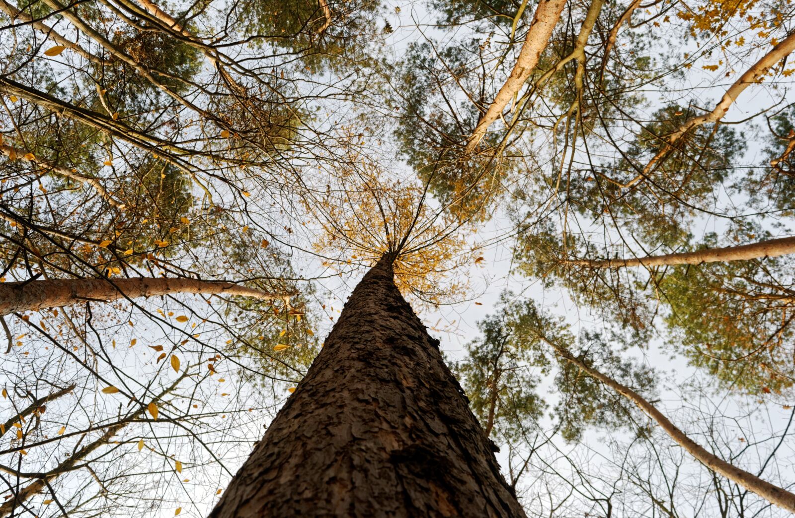 Nikon D3100 sample photo. Trees, forest, leaves photography
