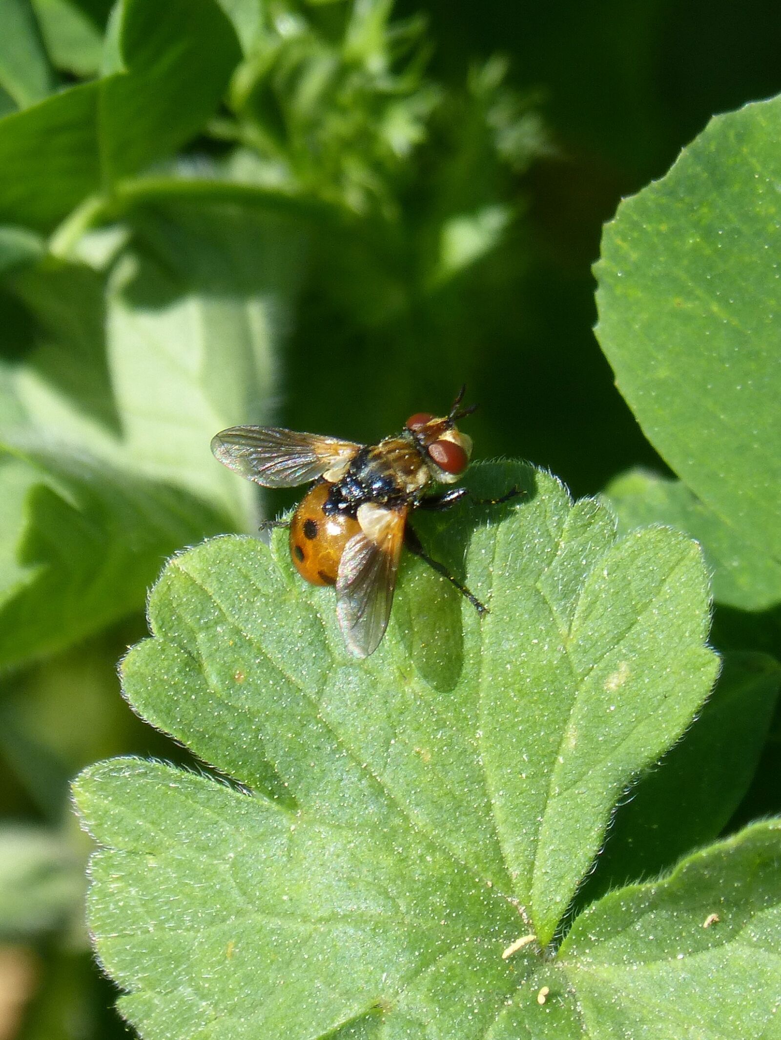 Panasonic DMC-FZ62 sample photo. Gymnosoma, fly, insect photography