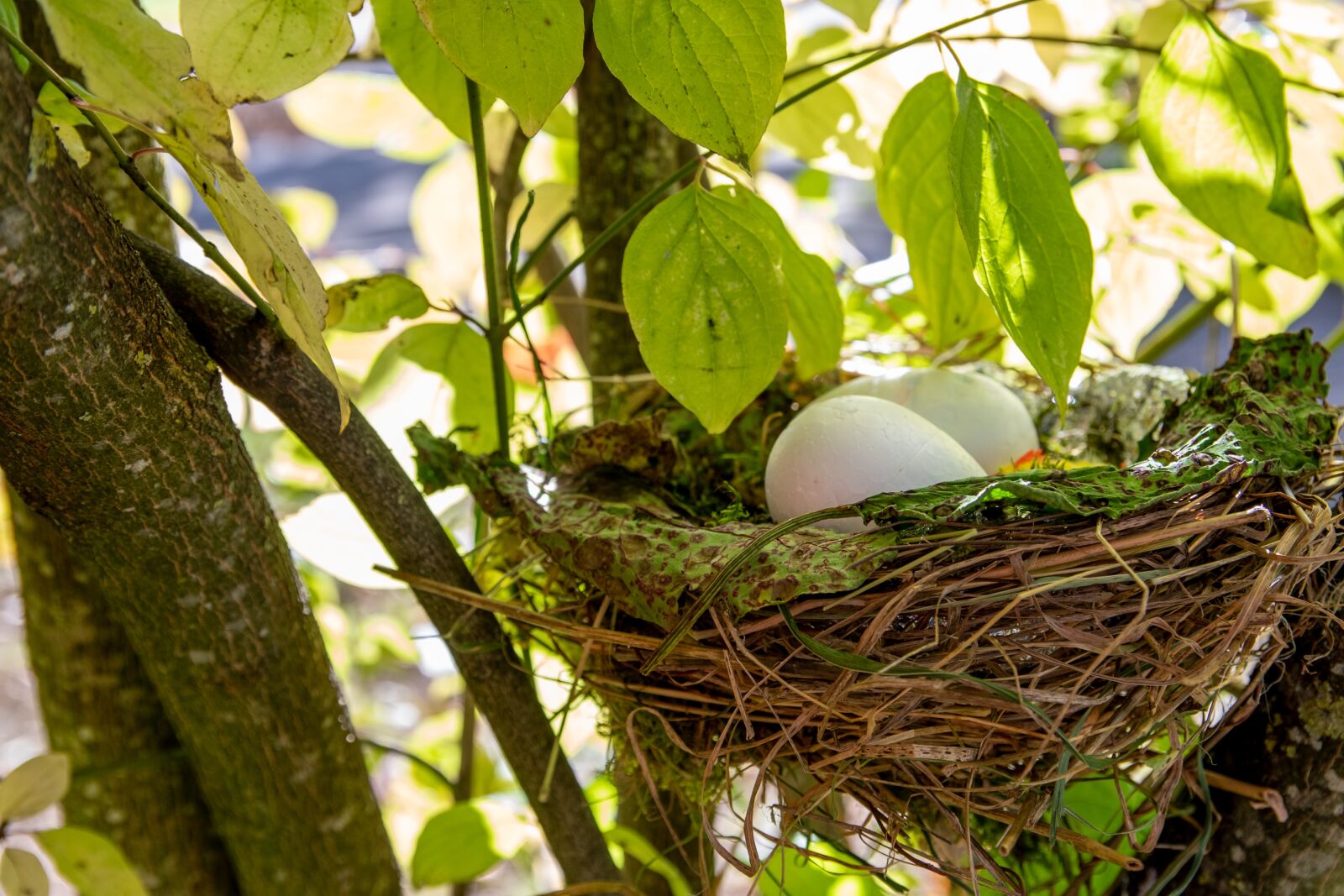 Nikon D500 sample photo. Easter bush, nest, easter photography