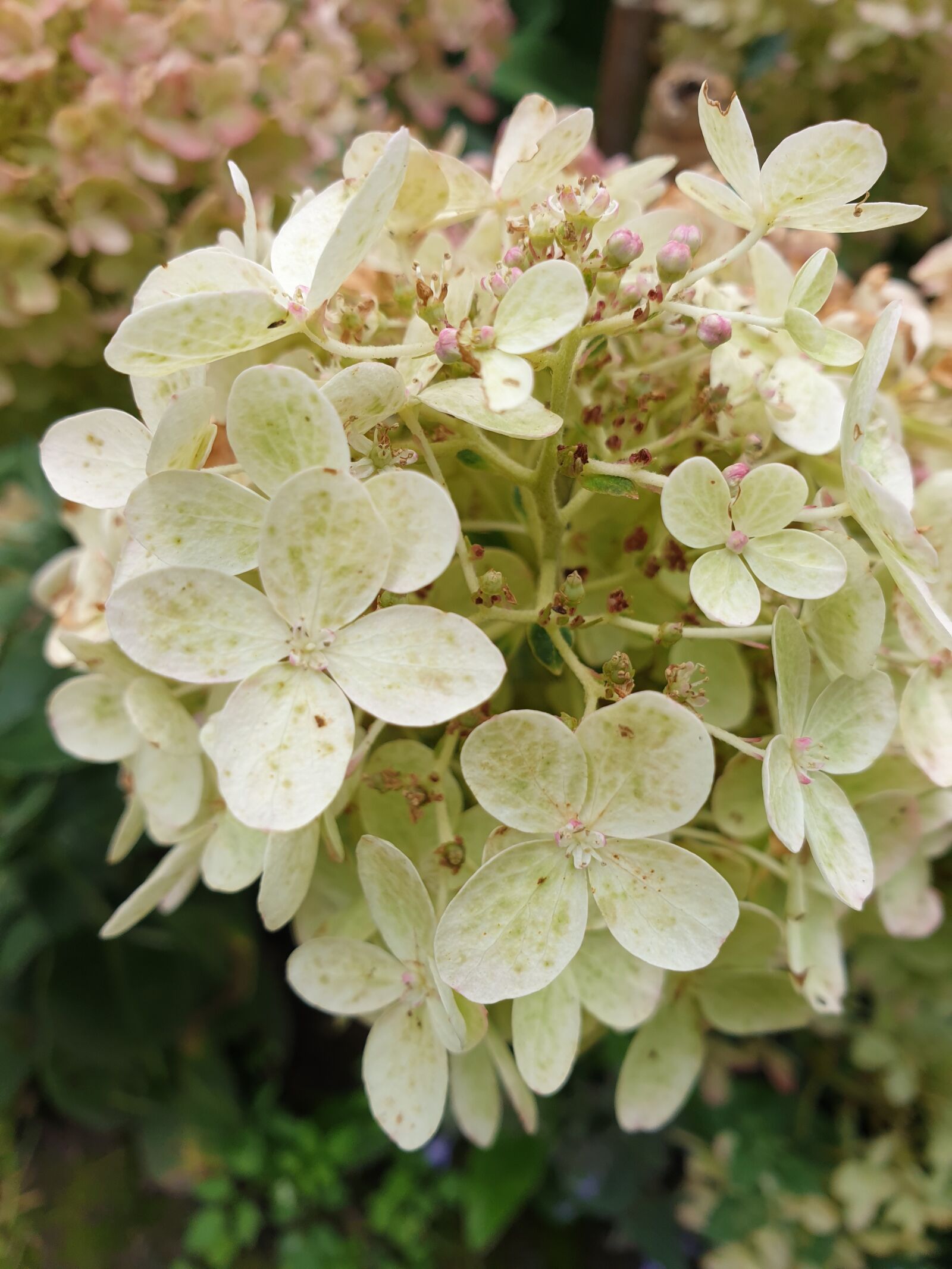 Samsung Galaxy S9 sample photo. Hydrangea, blossom, nature photography