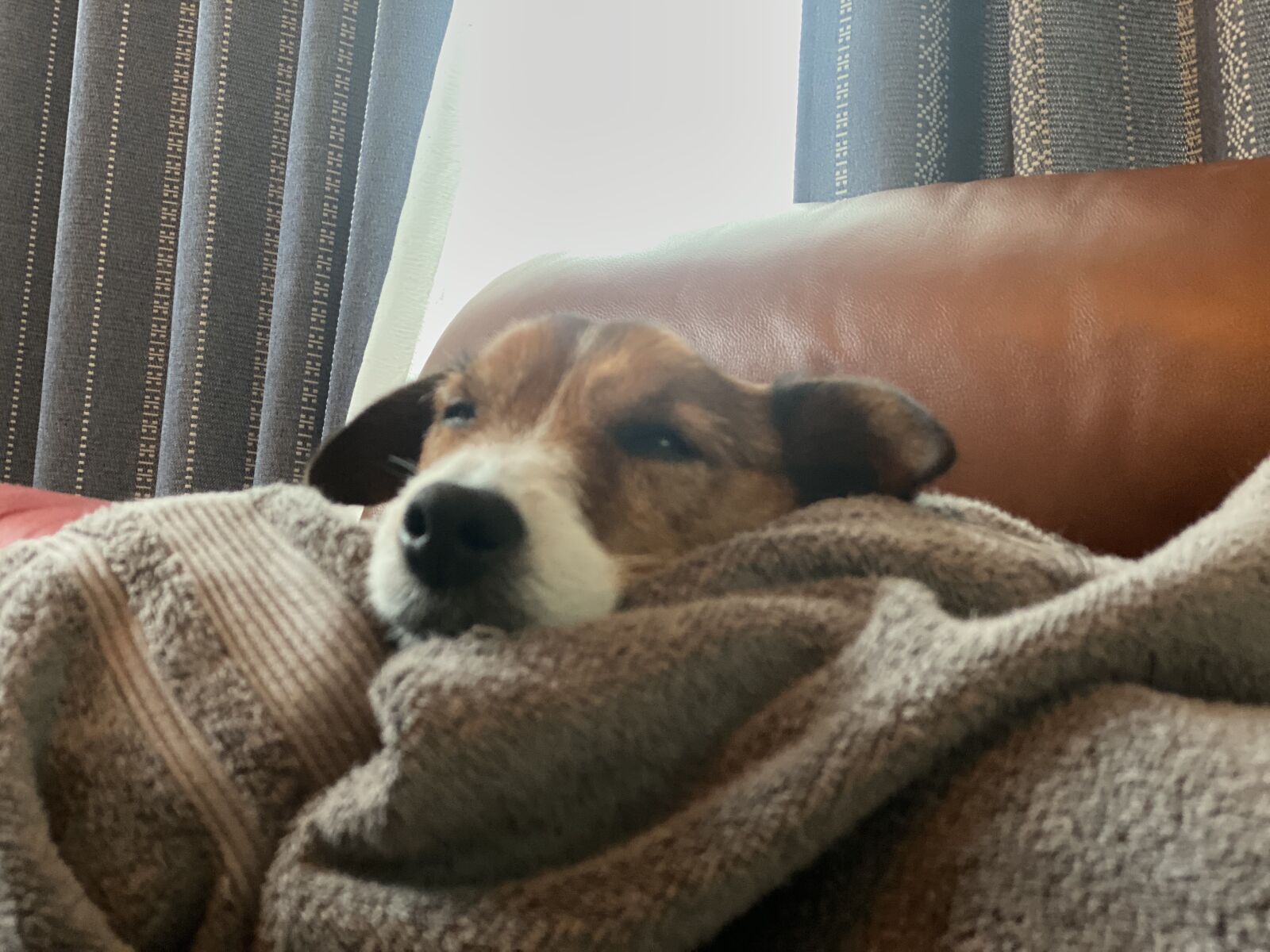 Apple iPhone 11 Pro sample photo. Dog, sleep, relaxed photography