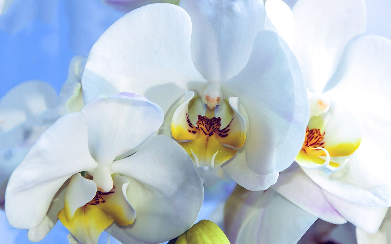 Nikon D7000 sample photo. Orchid, flower, blue photography
