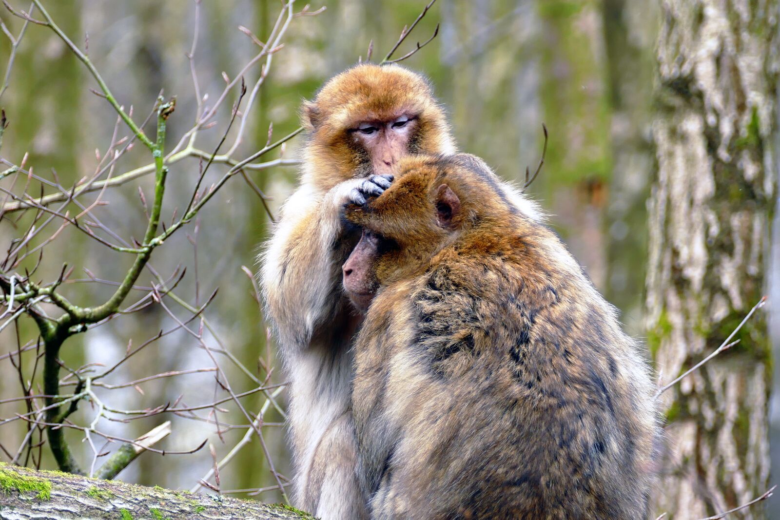 Panasonic Lumix DMC-FZ1000 sample photo. Ape, monkey, animal photography