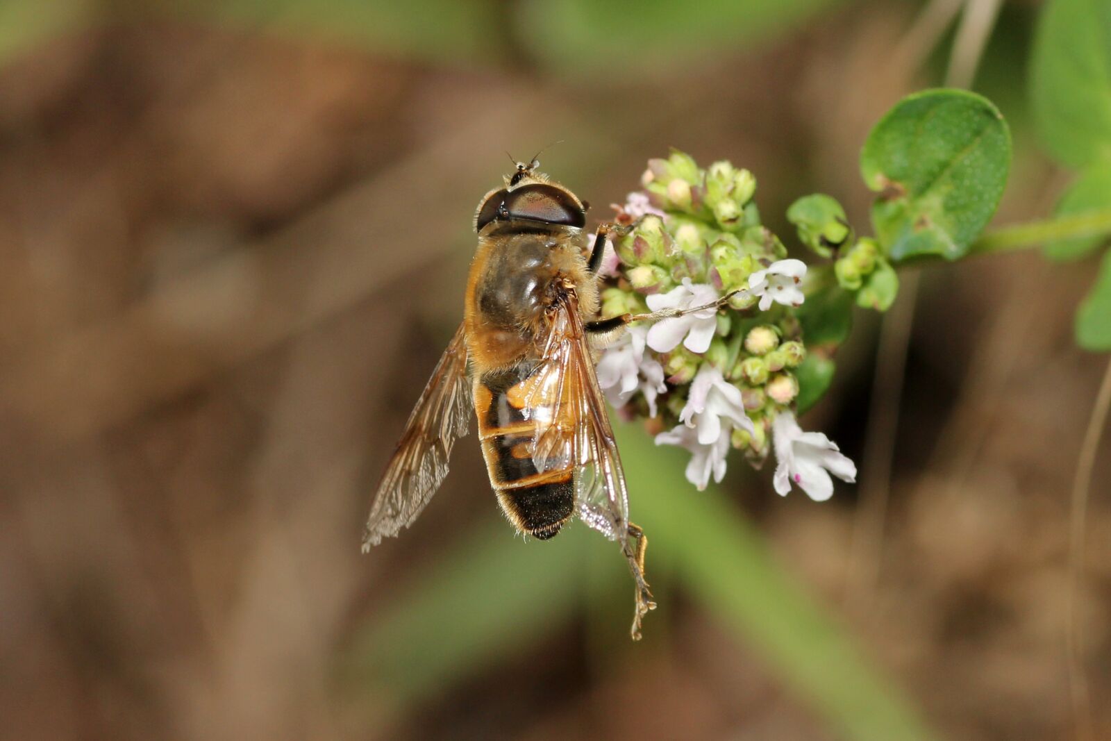 Canon EOS 60D sample photo. Bee, flower, pollination photography