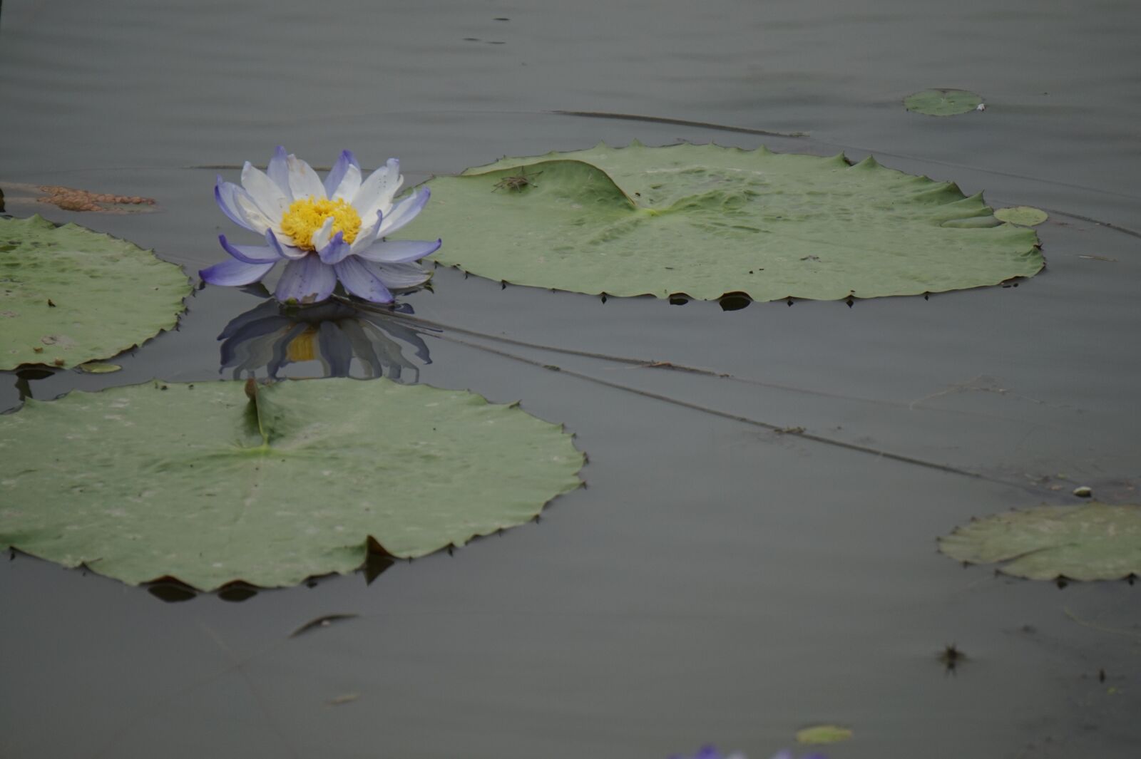 Sony Alpha a5000 (ILCE 5000) + Sony E 55-210mm F4.5-6.3 OSS sample photo. Lotus, lotus seed, summer photography