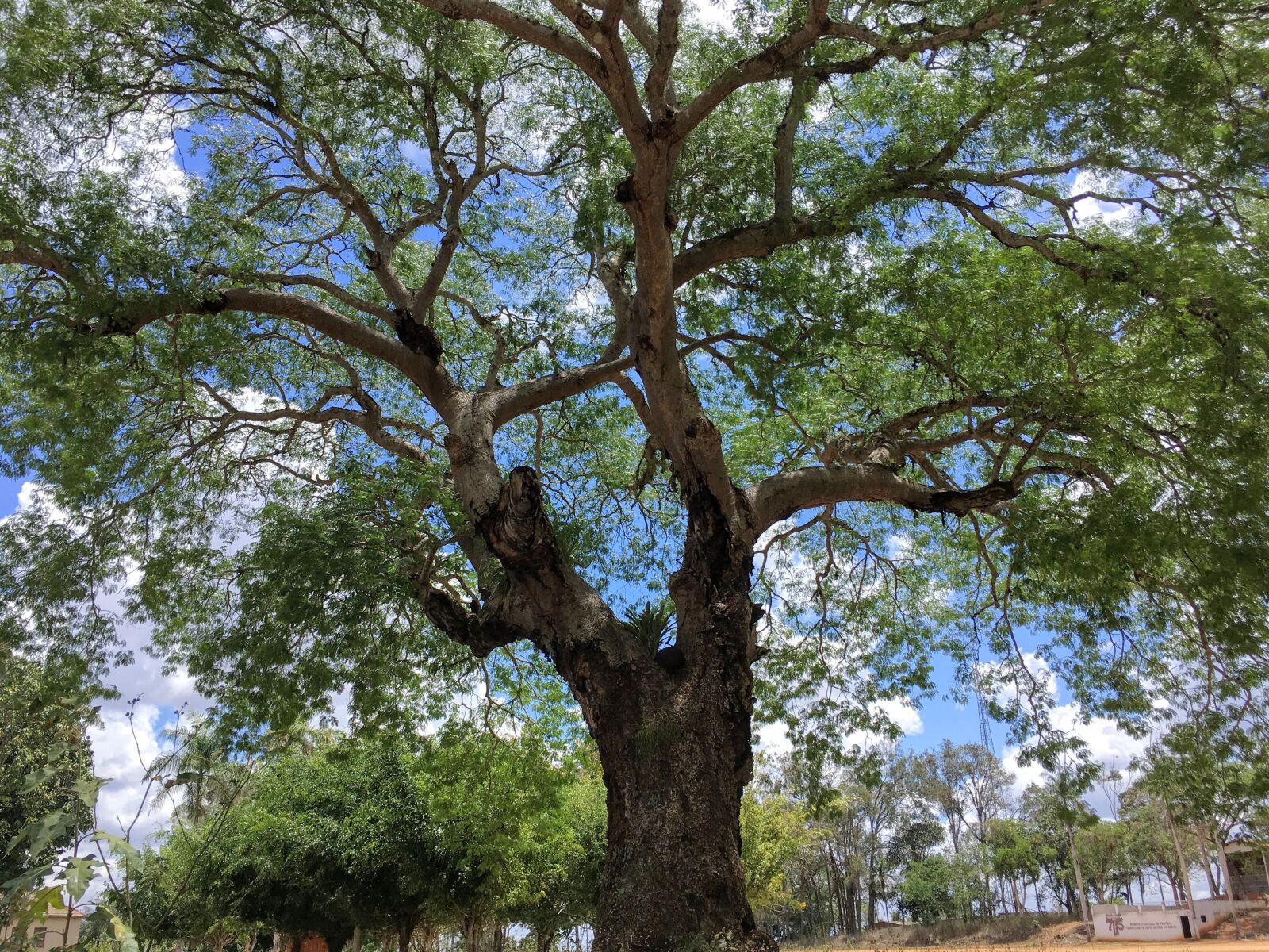 iPhone SE back camera 4.15mm f/2.2 sample photo. Tree, belo horizonte, brazil photography