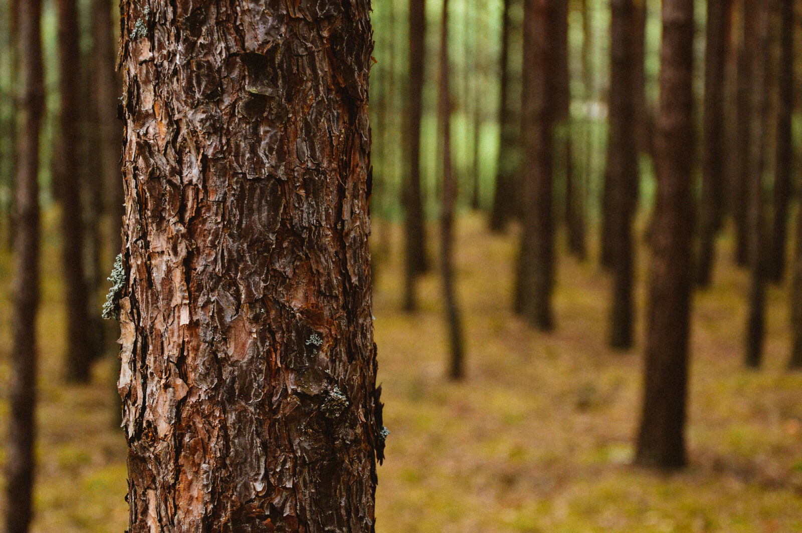 Nikon D3200 sample photo. Bark, close, up, daylight photography