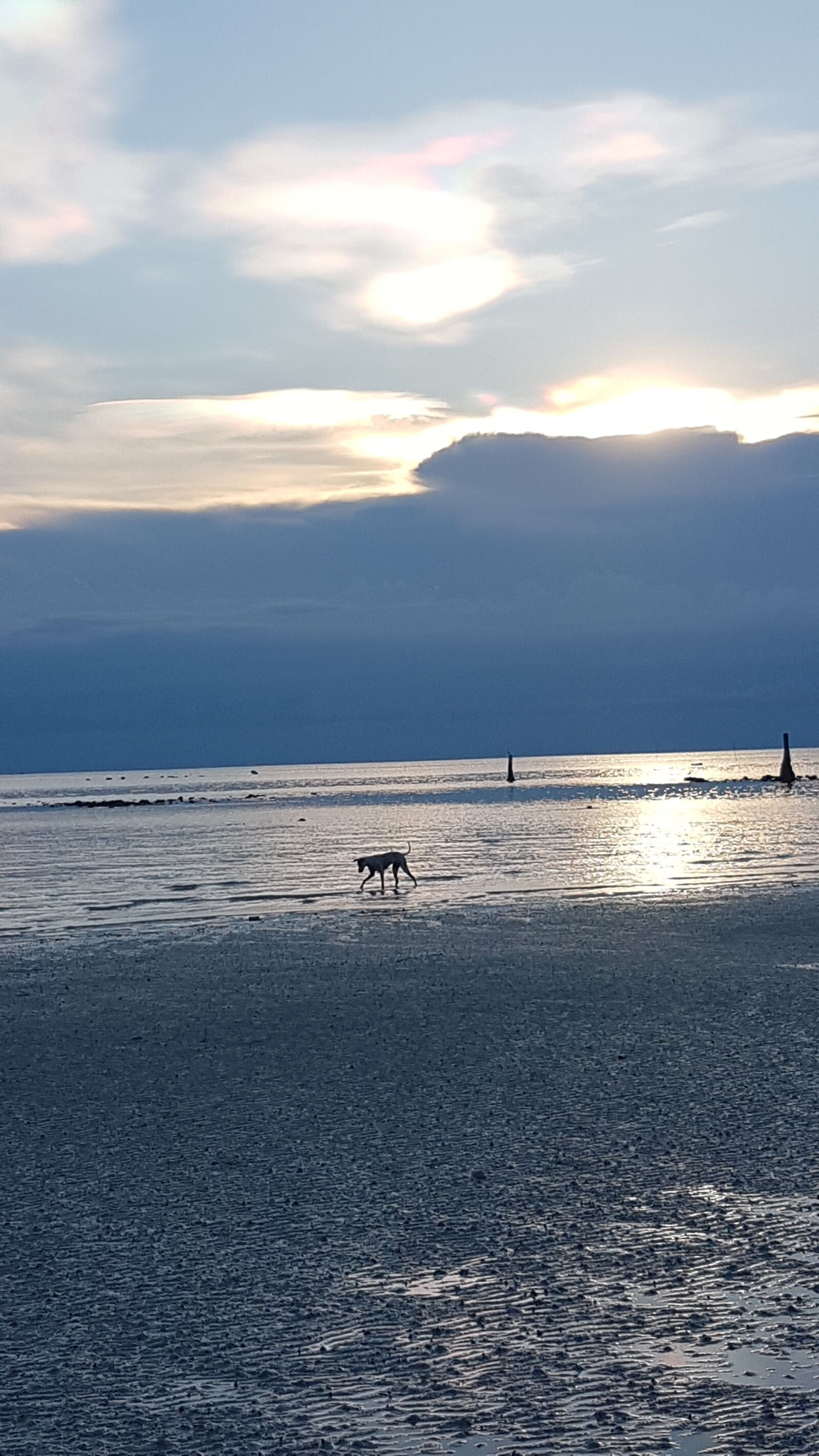 Samsung Galaxy S7 sample photo. Dog on beach, sun photography