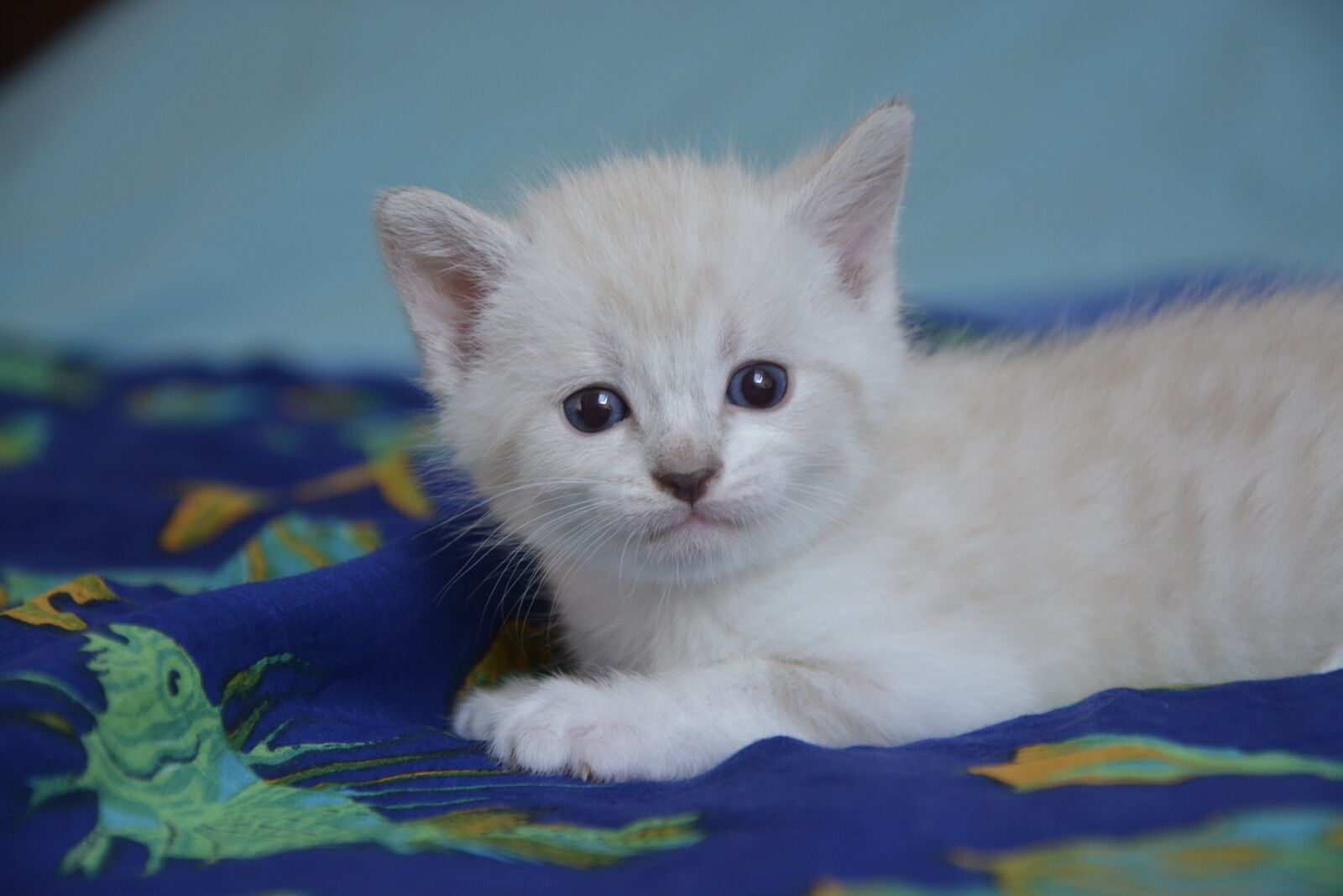 Nikon D5200 sample photo. Kitten cat, petit, feline photography