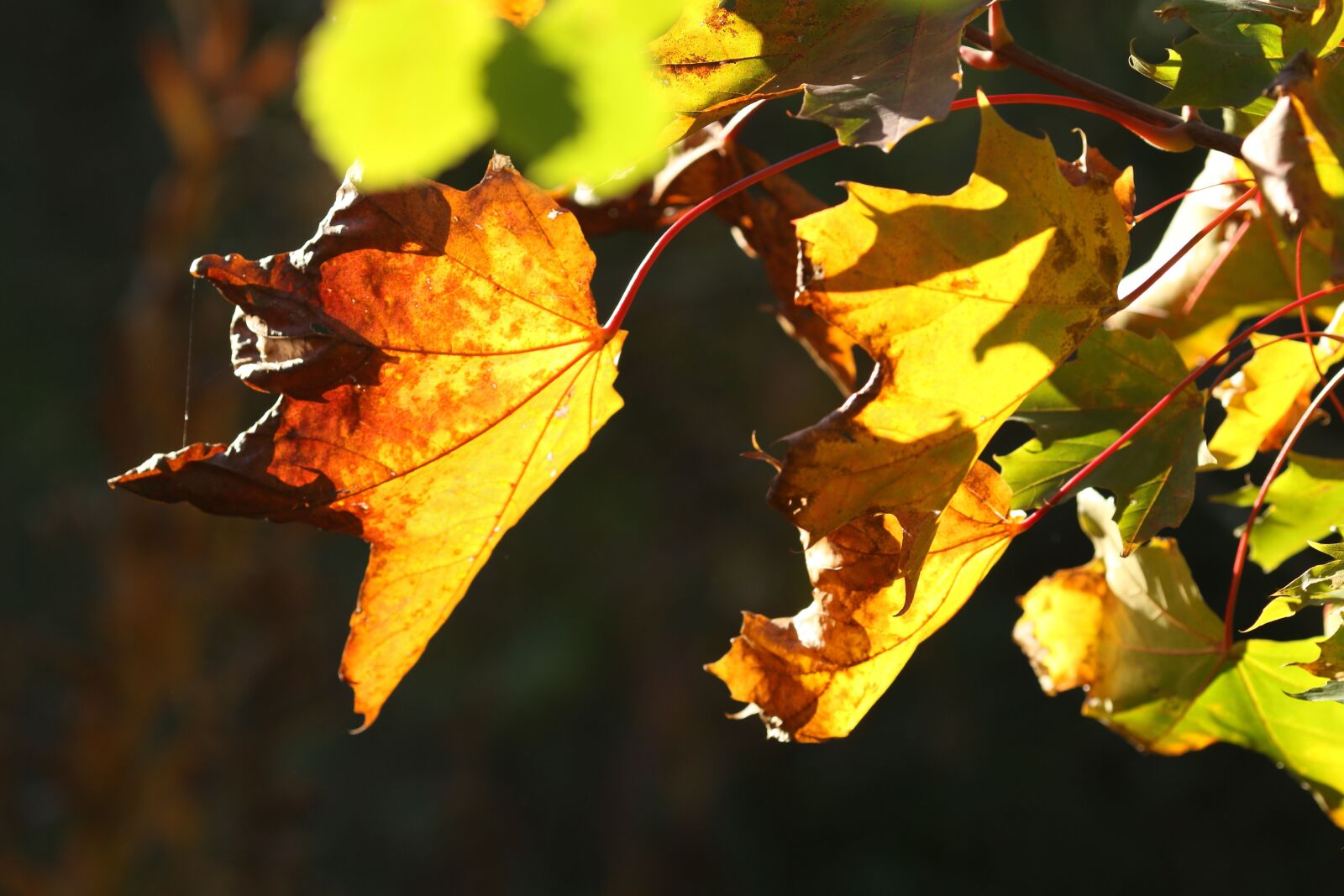 Canon EOS 7D Mark II + Canon EF 135mm F2L USM sample photo. Leaves, autumn, fall photography