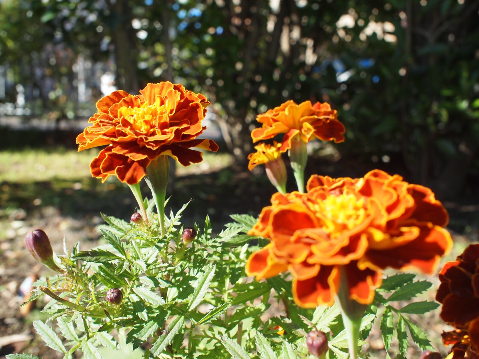 Olympus PEN E-PL2 sample photo. Floral, plants, natural photography