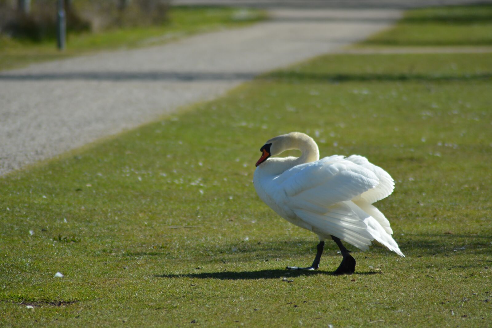 Nikon D5200 sample photo. Swan, national bird, denmark photography
