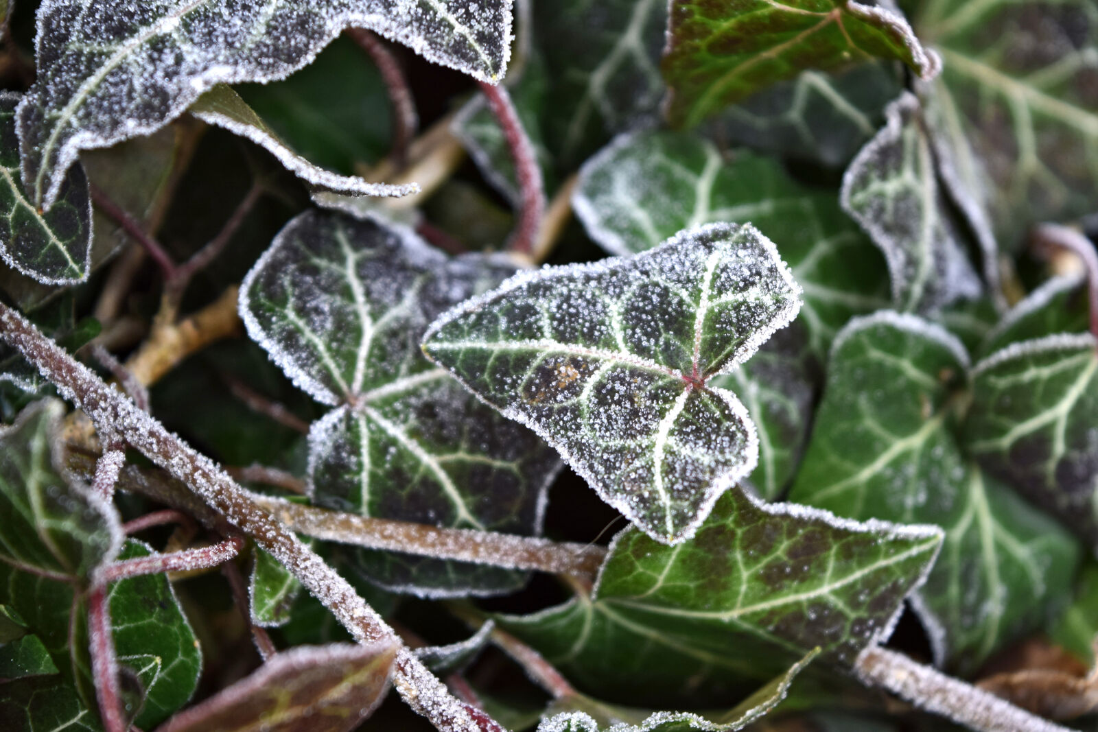 Nikon D3300 sample photo. Frost, ivy, winter photography