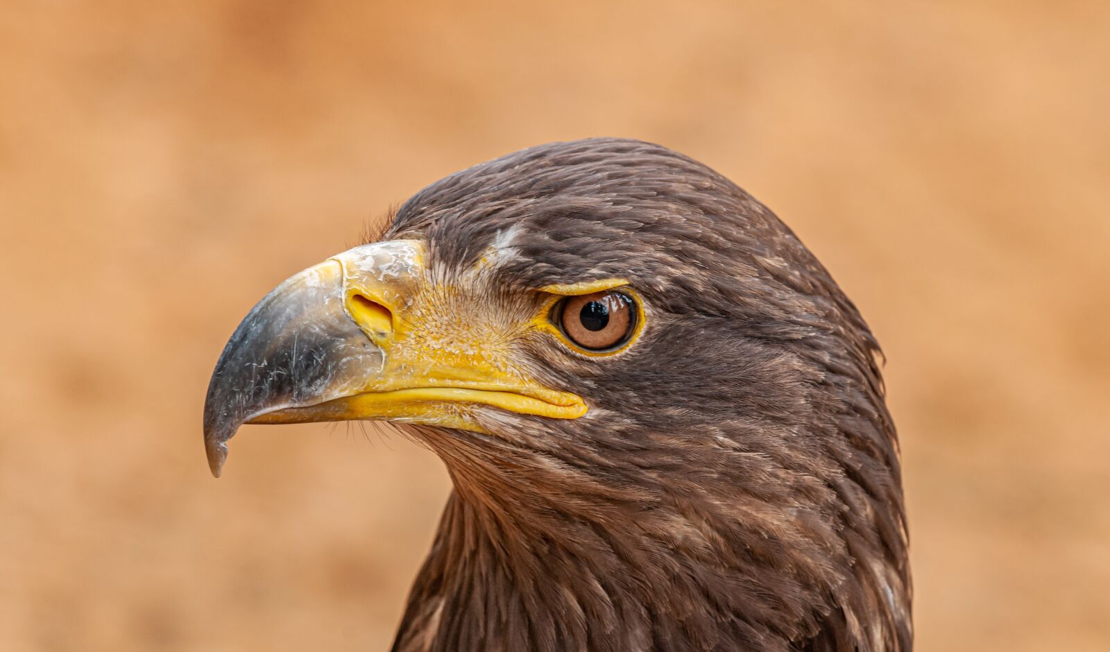 Nikon D300 sample photo. Eagle, bird, portrait photography