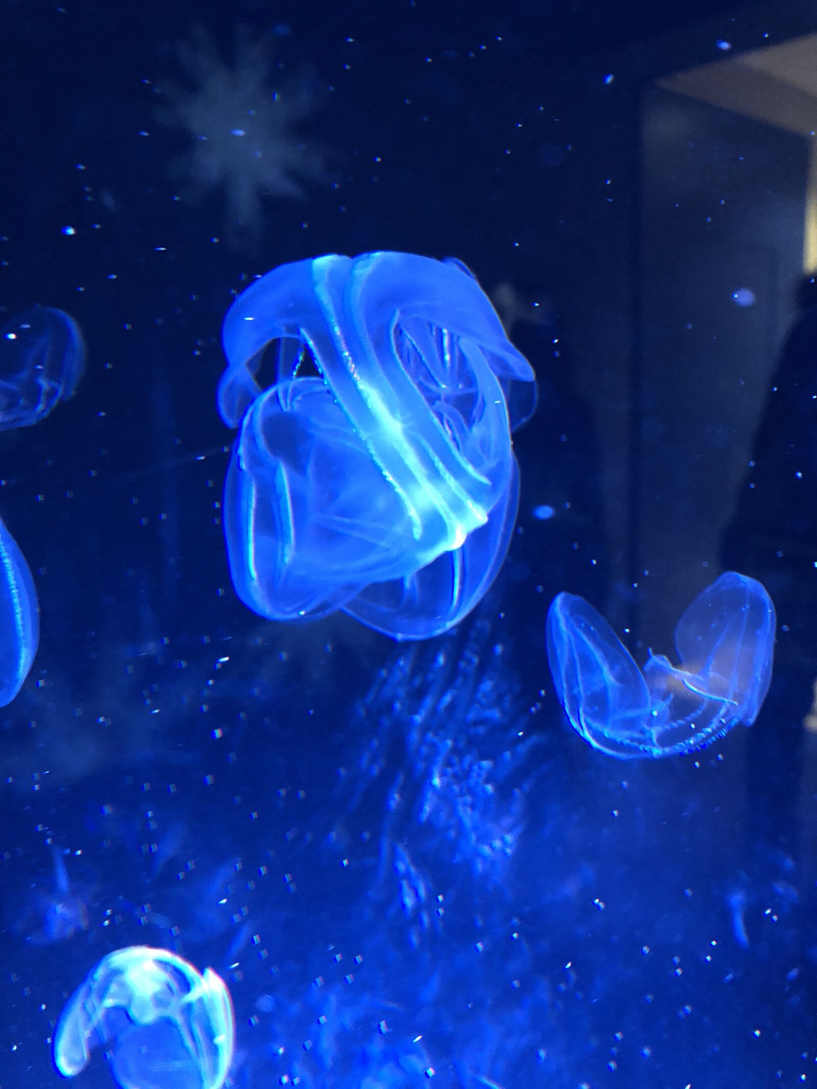 Apple iPhone 8 sample photo. Jellyfish photography