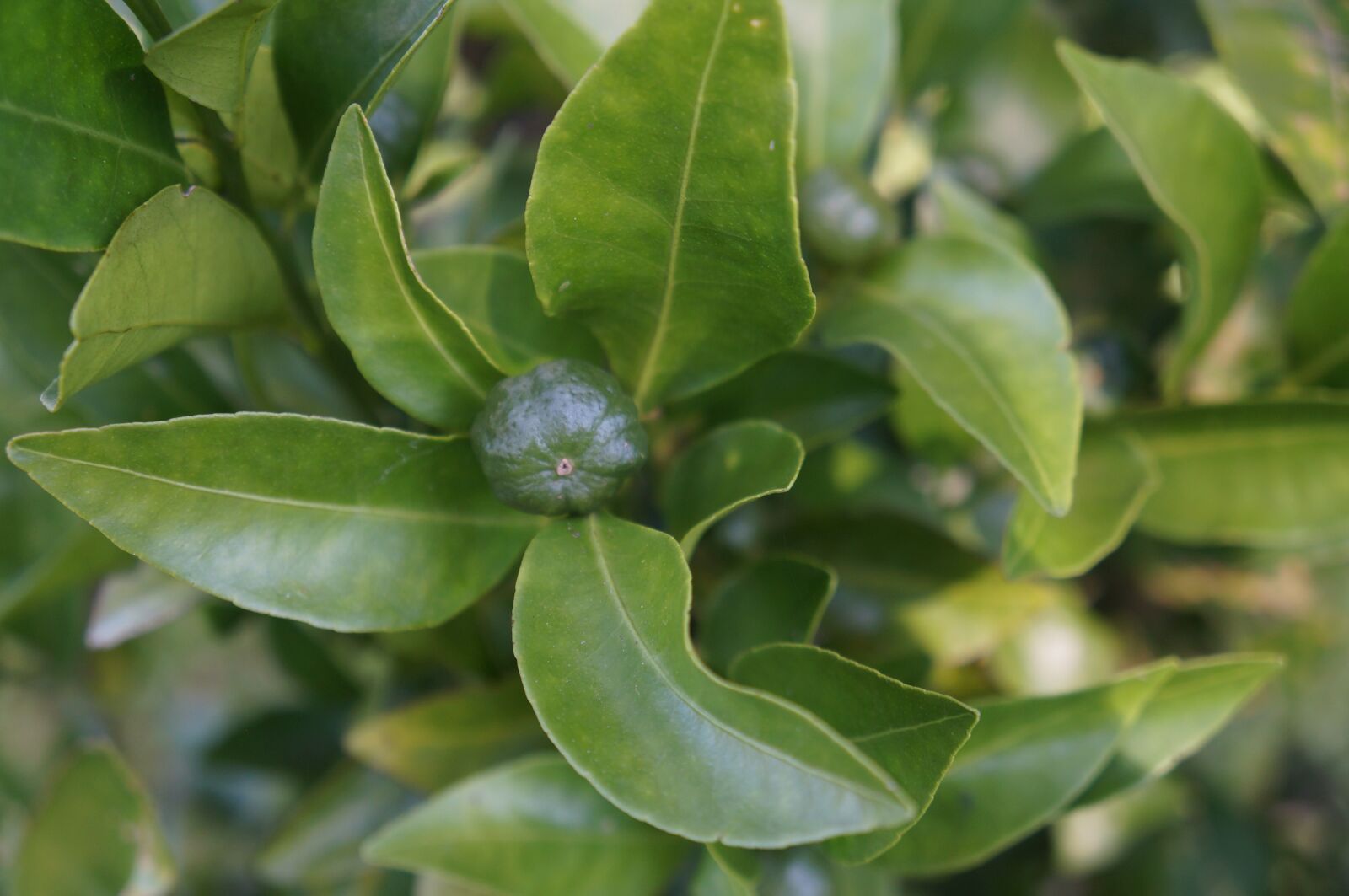 Sony Alpha NEX-F3 + Sony E 18-55mm F3.5-5.6 OSS sample photo. Tree, fruit, leaf photography