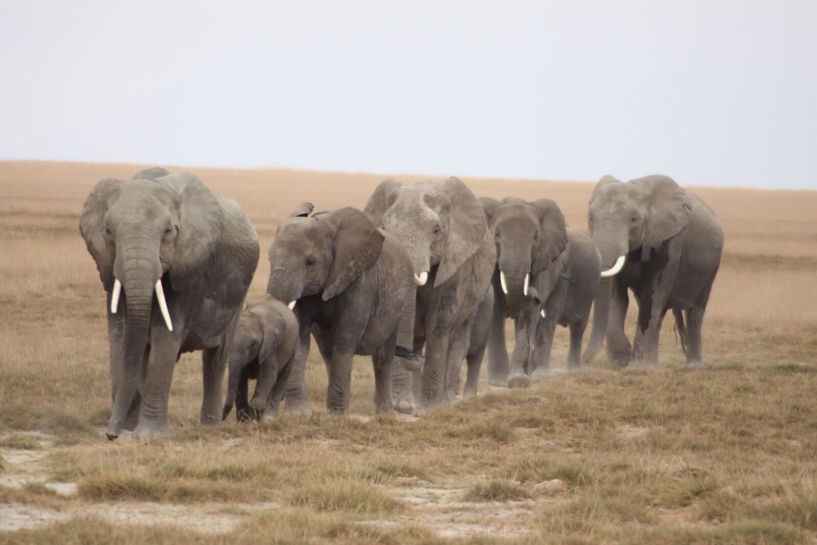 Canon EOS 50D sample photo. Herd of elephants, serengeti photography