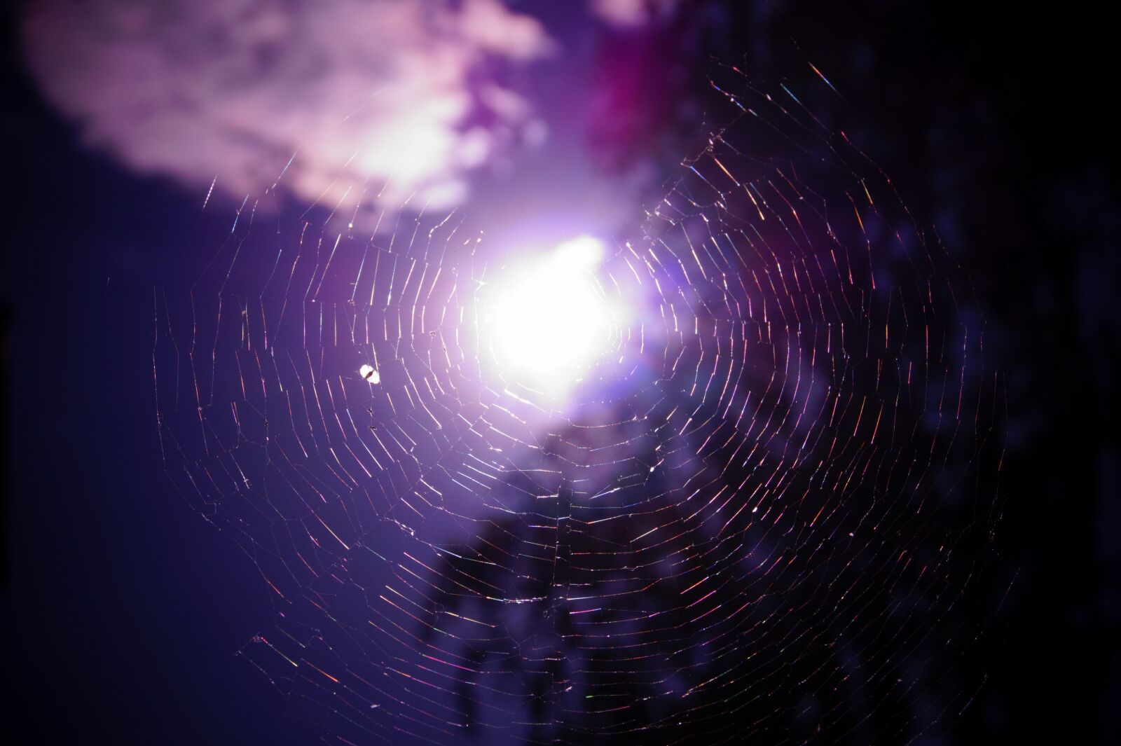 Sony DT 18-55mm F3.5-5.6 SAM II sample photo. Spider, web, sun photography