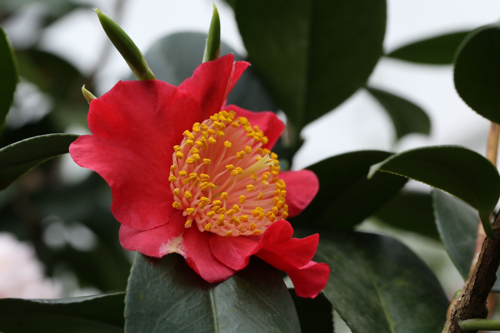 Canon EF 100mm F2.8L Macro IS USM sample photo. Flowers, camellia, rajec jestrebi photography