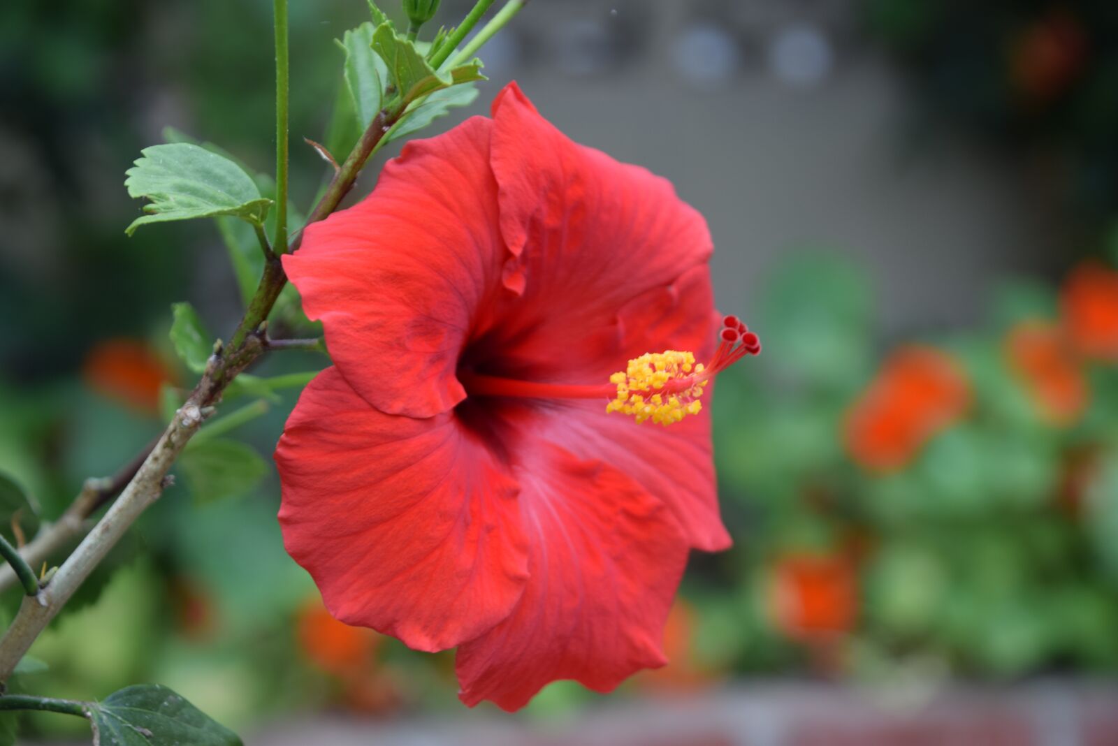 Nikon D3300 sample photo. Flower, wow, nature photography