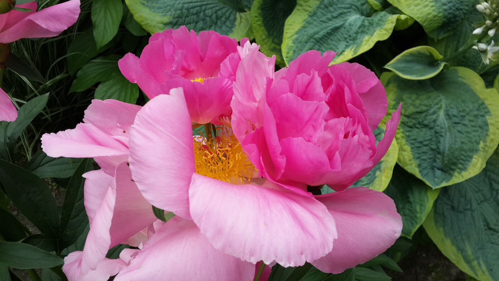 Samsung Galaxy S4 sample photo. Delicate flowers, pink flowers photography