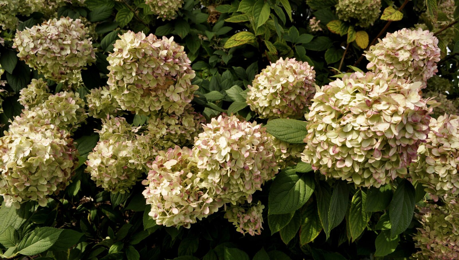 Nikon D5000 sample photo. Garden, flowers, summer photography