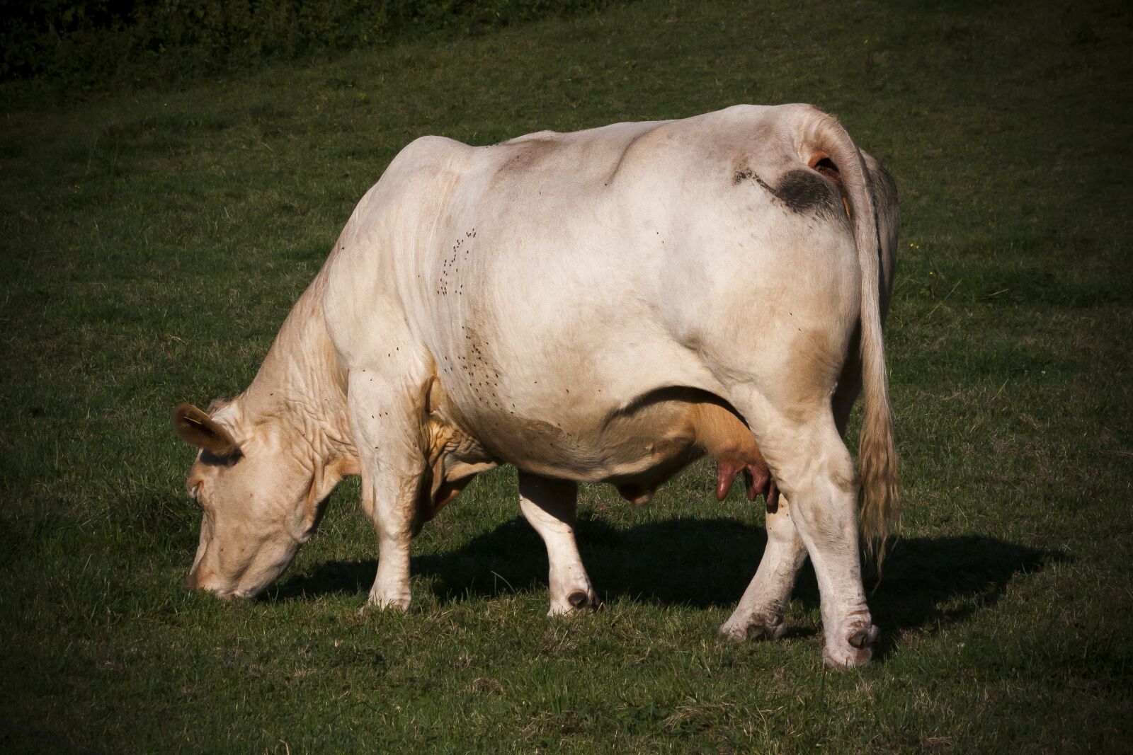 Canon EOS 50D sample photo. Cow, beef, race photography