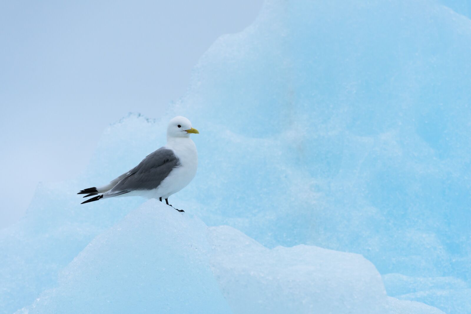Nikon D810 sample photo. Seagull, iceberg, nature photography