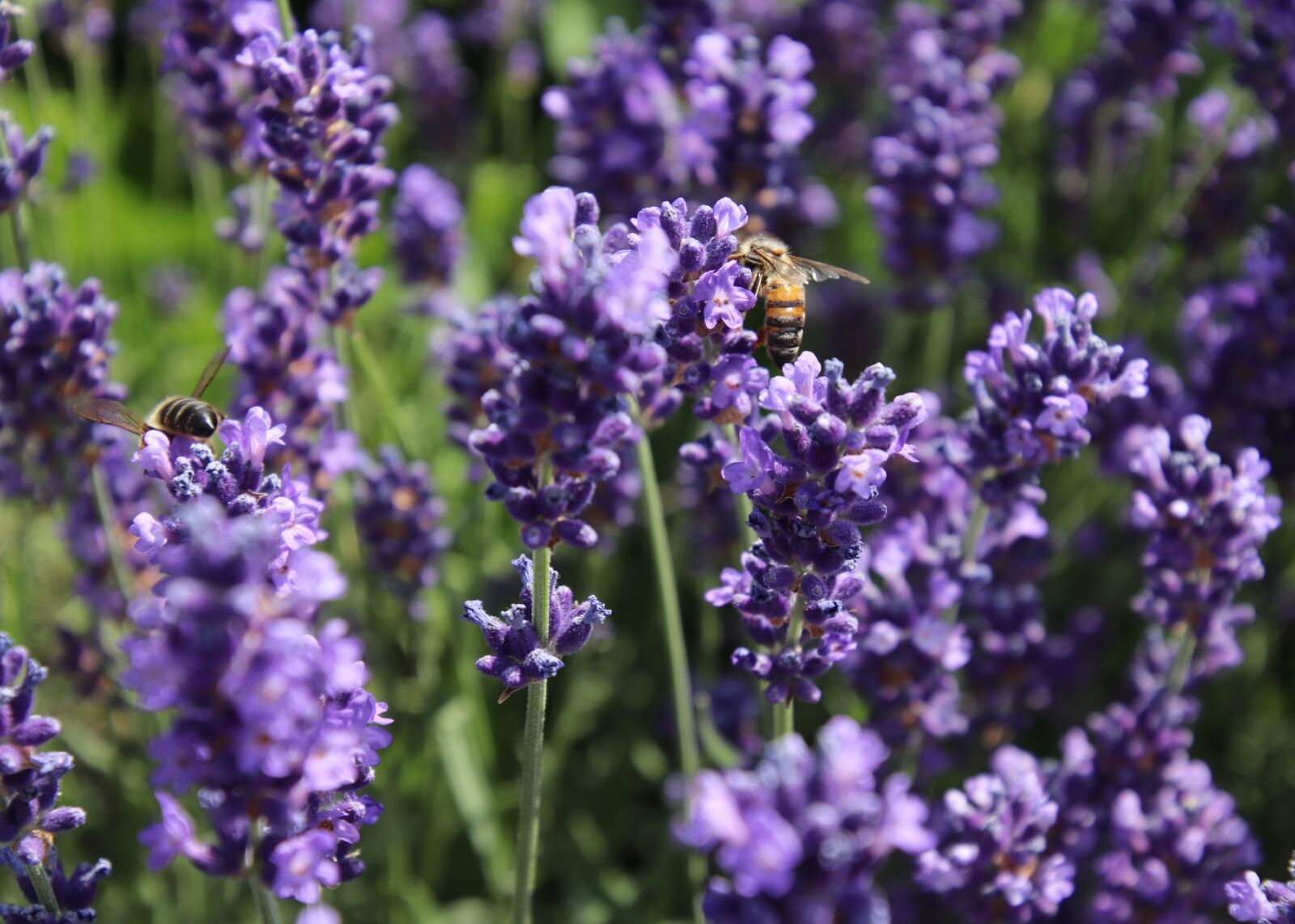 Canon EOS 80D sample photo. Nectar, lavender, bee photography