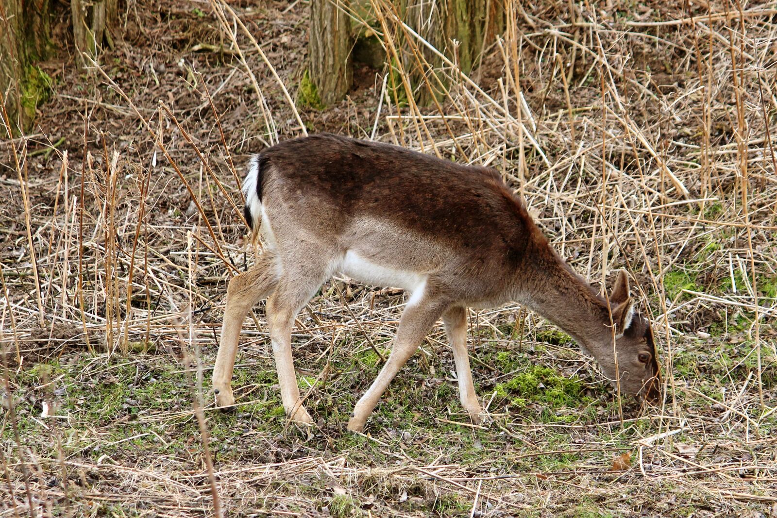 Canon EF-S 55-250mm F4-5.6 IS II sample photo. Roe deer, eat, forest photography