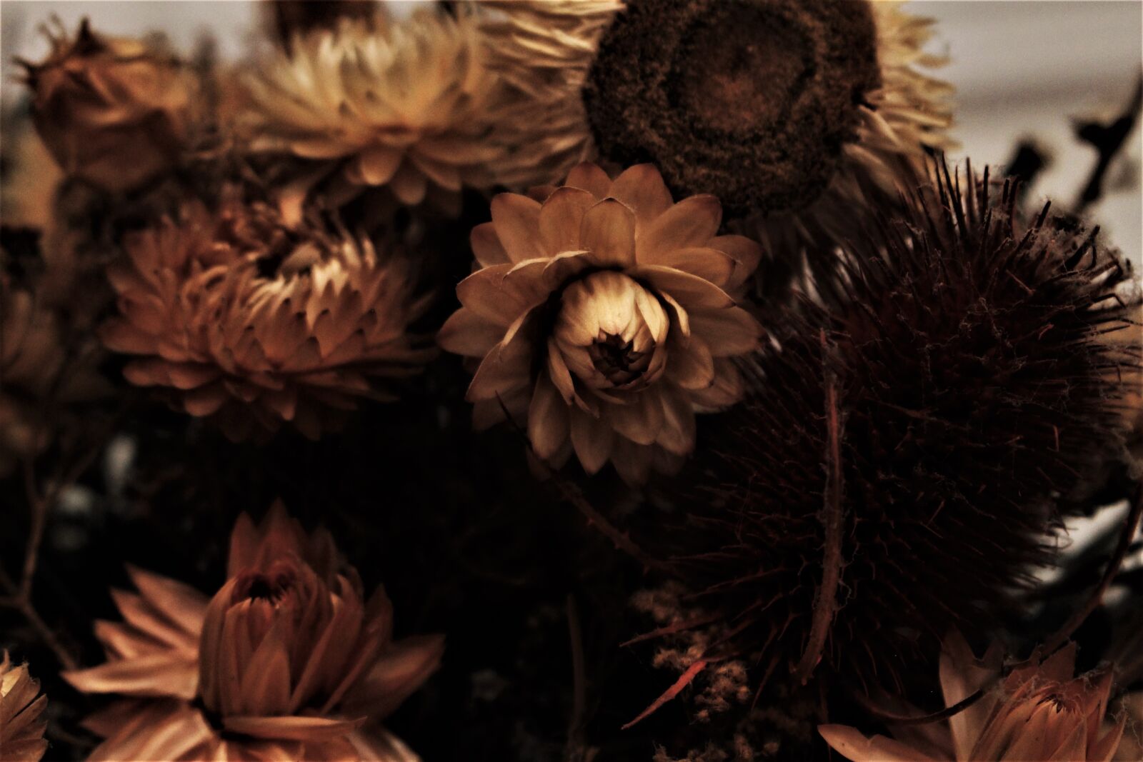 Canon EOS 100D (EOS Rebel SL1 / EOS Kiss X7) sample photo. Dried flowers, past, nostalgia photography