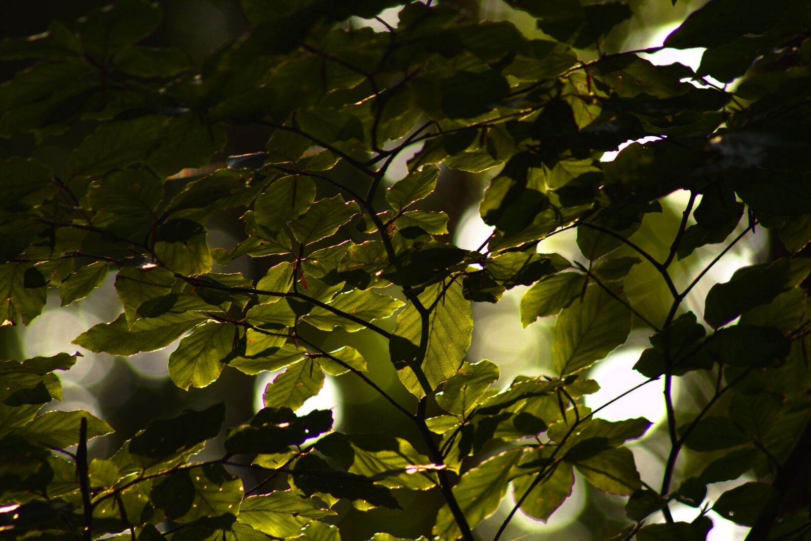 Canon EOS 700D (EOS Rebel T5i / EOS Kiss X7i) sample photo. Forest, foliage, nature photography