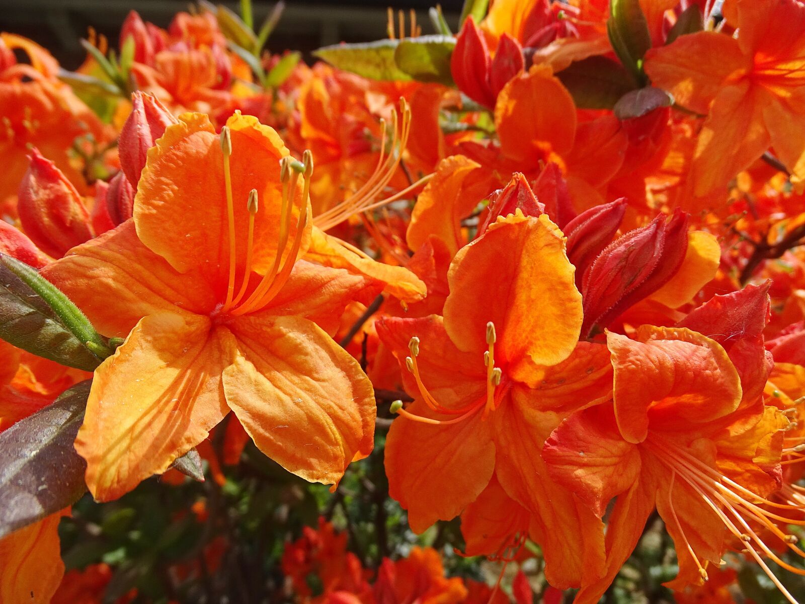 Sony Cyber-shot DSC-HX400V sample photo. Flowers, bloom, nature photography