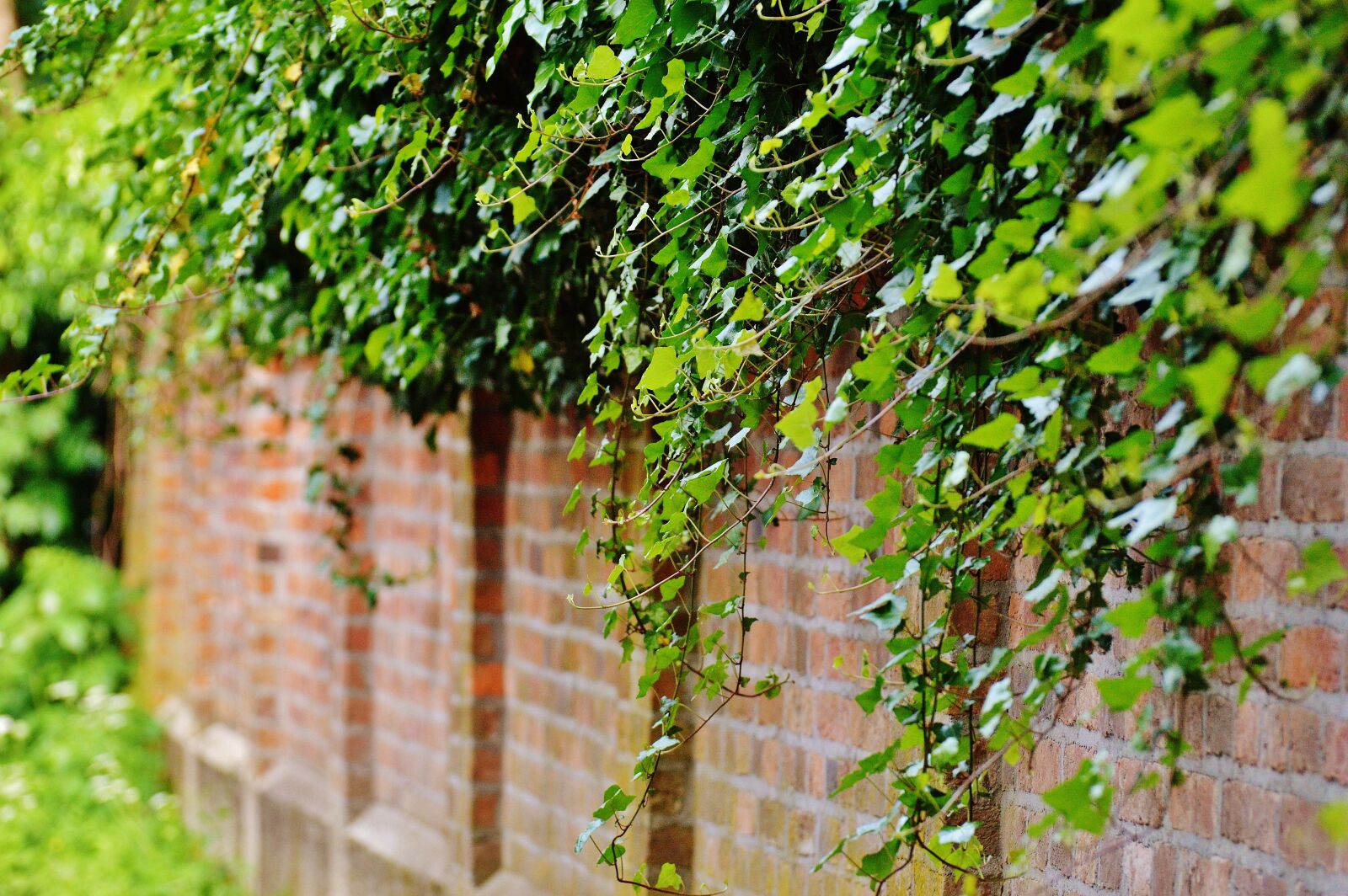 Nikon D3200 sample photo. Wall, climbing plants, ivy photography