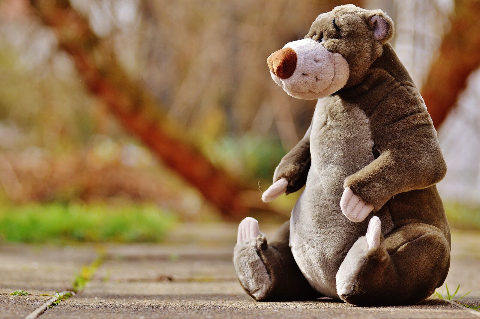 Nikon D3200 sample photo. Bear, soft toy, disney photography