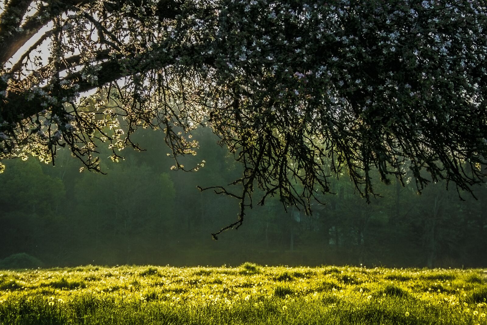 Canon EF-S 18-55mm F3.5-5.6 II sample photo. Meadow, sun, grass photography