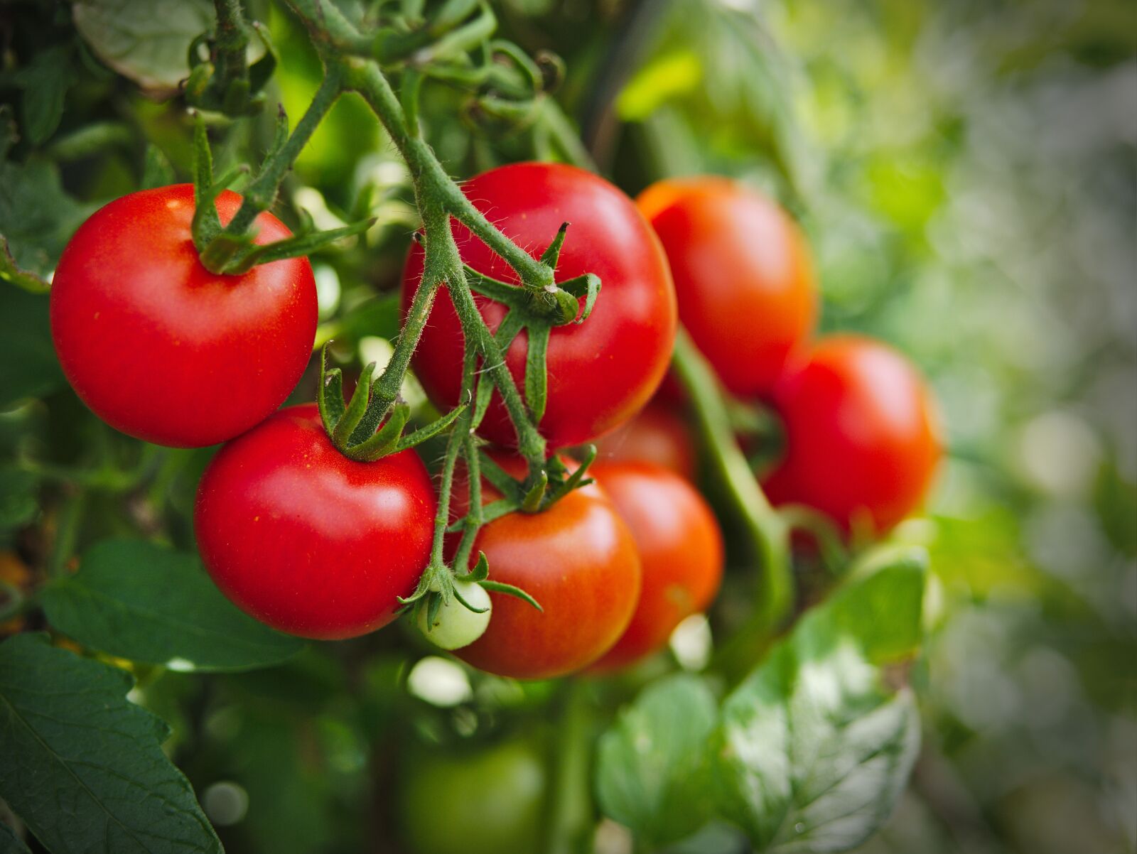 Panasonic Lumix DMC-GX85 (Lumix DMC-GX80 / Lumix DMC-GX7 Mark II) sample photo. Tomato, plant, vegetables photography