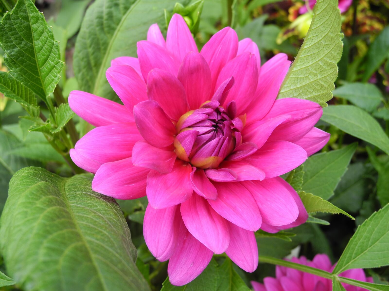 Nikon Coolpix P7000 sample photo. Flower, rose petals, bright photography