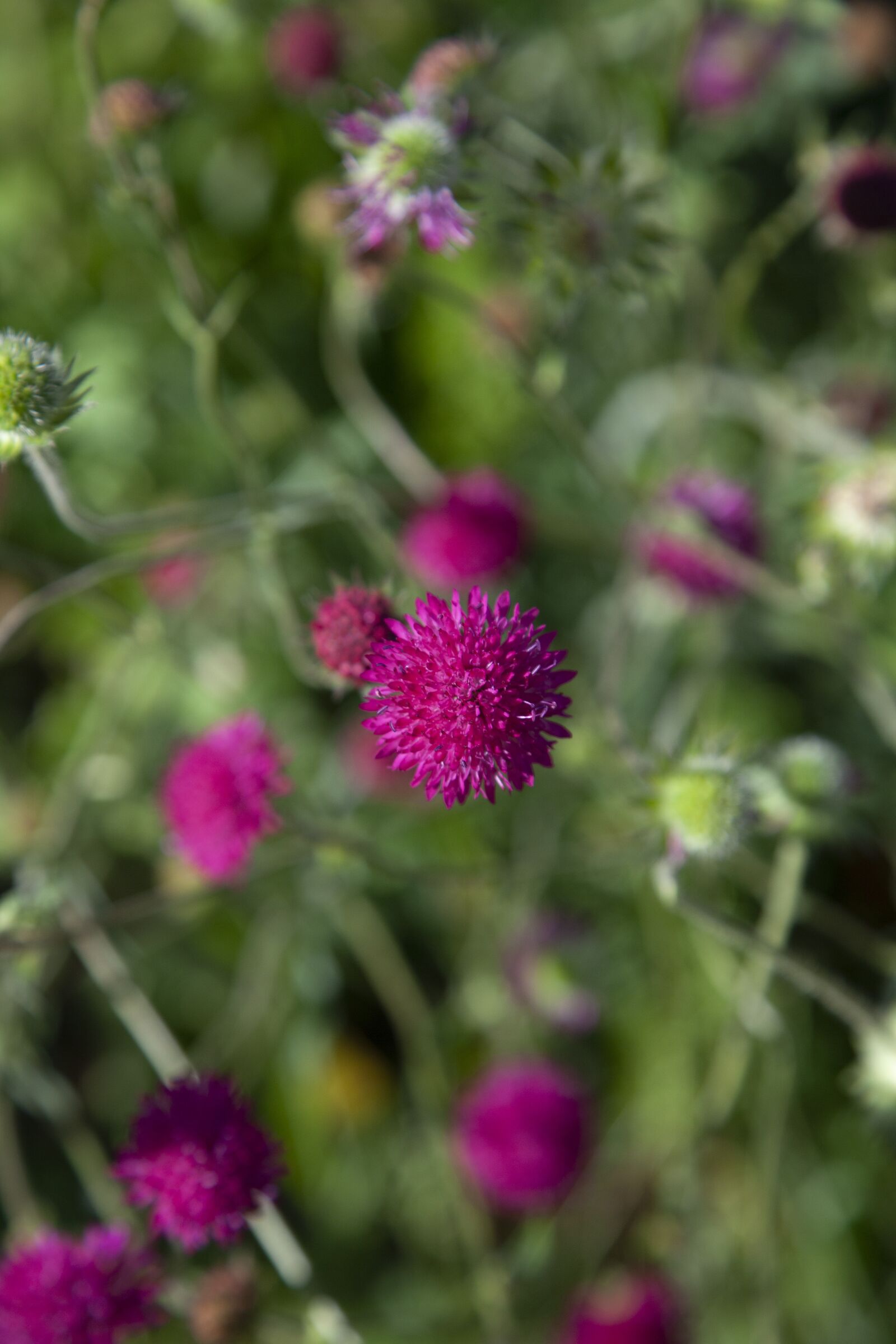 Canon EOS 5D Mark II sample photo. Pink, flower, nature photography