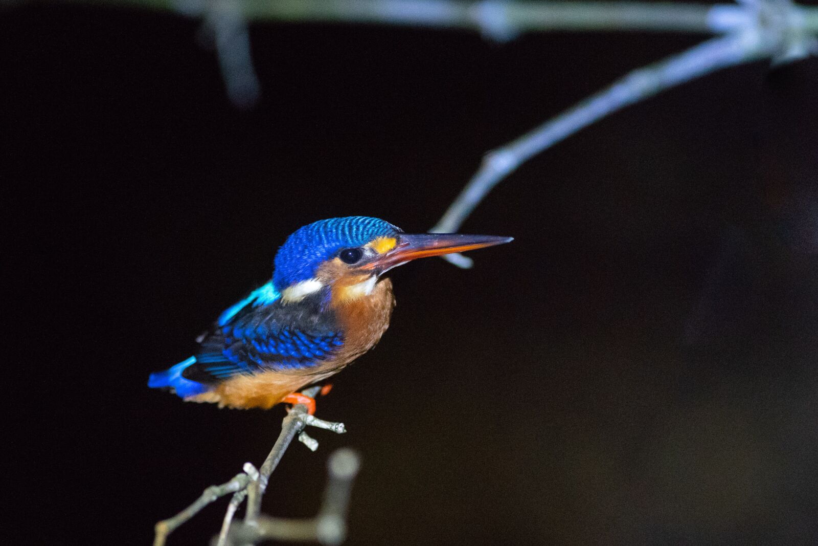 Sony a7 III sample photo. Kingfisher, eat fish, nature photography