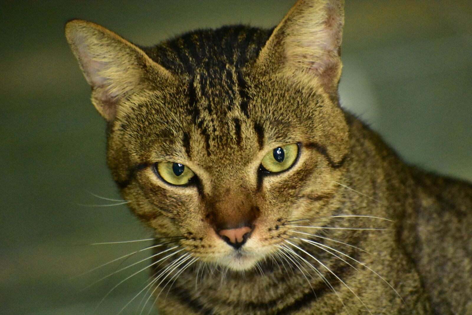 Nikon D3400 sample photo. Cat, eyes, whiskers photography